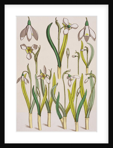 Snowdrops by Eugene Samuel Grasset
