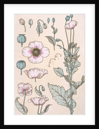 Poppies wallpaper by Eugene Samuel Grasset