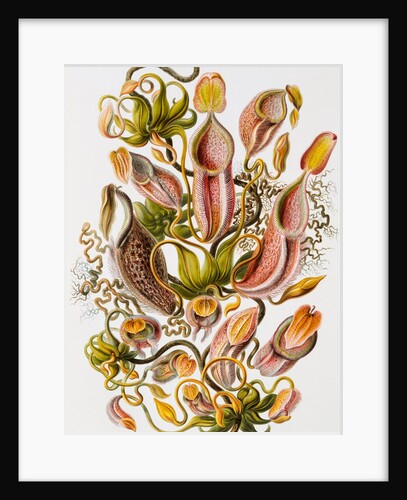 Nepenthaceae by Ernst Haeckel