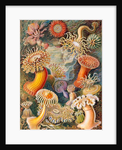 Microbiology book plate by Anonymous