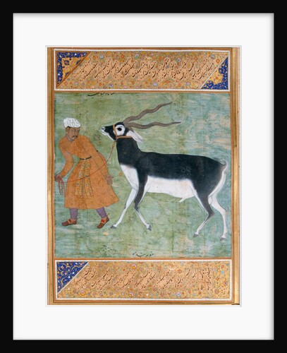 Indian Black Buck by Manohar