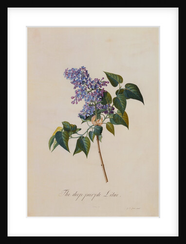 The Deep Purple Lilac by Georg Dionysus Ehret