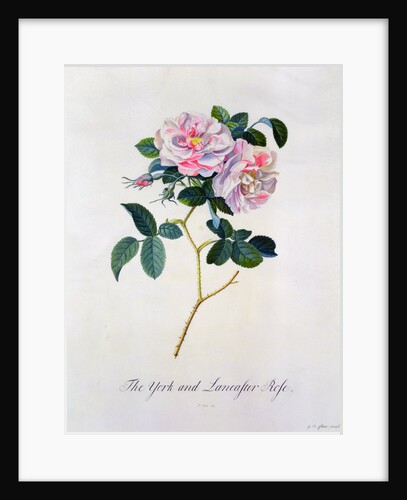 York and Lancaster Rose by Anonymous