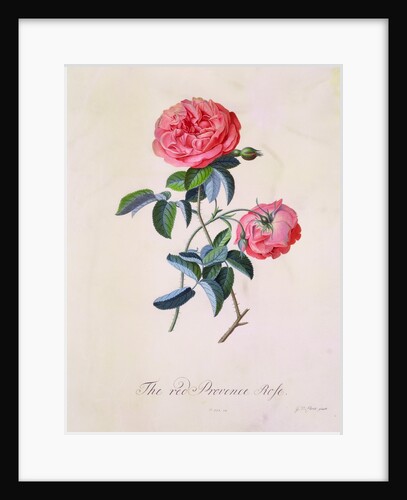 Red Provence Rose by Unknown