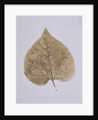 Leaf Study by Unknown