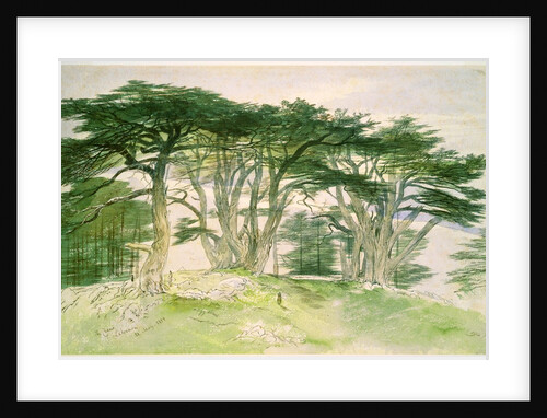 Cedars of Lebanon by Edward Lear