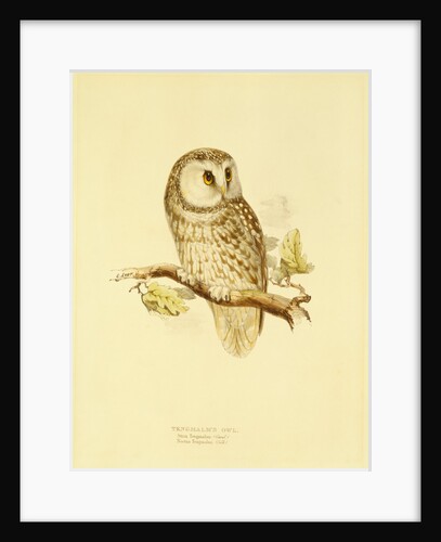 Tengmalms owl by Edward Lear