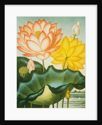 Sacred Egyptian Bean from The Temple of Flora by Robert John Thornton