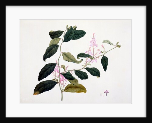 Drawing of flower subjects. China by Unknown