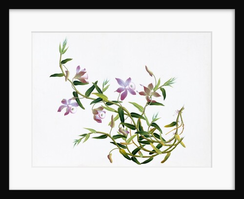 Botanical Drawing. China, 18th-19th century by Unknown