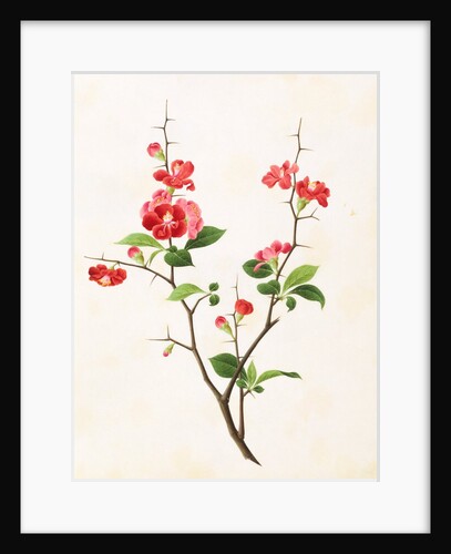 Drawing of flower subjects. China by Unknown