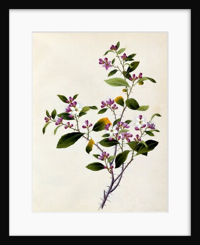 Drawing of flower subjects. China by Unknown