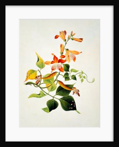 Drawing of flower subjects. China by Unknown