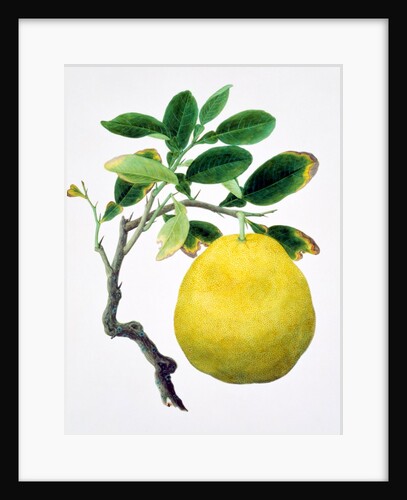 Quince. China by Unknown