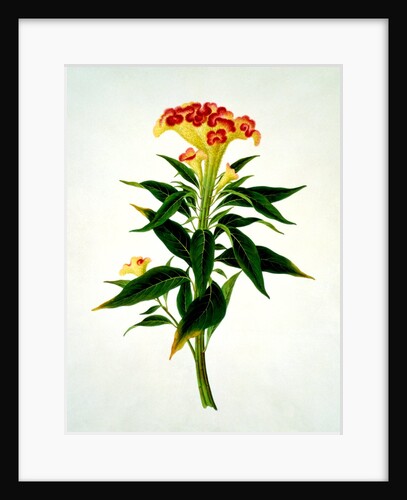 Drawing of flower subjects. China by Unknown