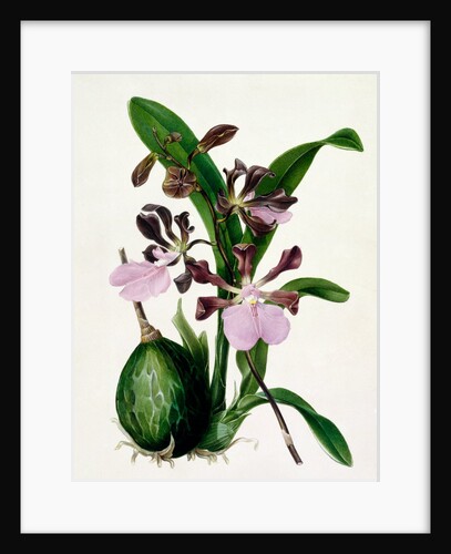 Orchid by Samuel Holden