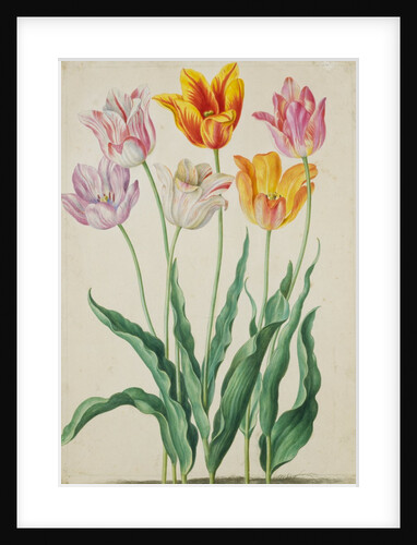 Tulips from Florilegium by Johann Jakob Walther