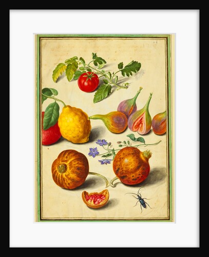 Tomato and Lemon, Flies and Pomegranates, with Borage and Beetle by Johann Jakob Walther