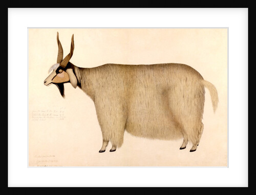 A Shawl Goat from Bhutan by Zayn al-Din