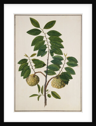 Custard Apple, the fruit of Anora Reticulatasize. Calcutta, India, late 18th century by Unknown