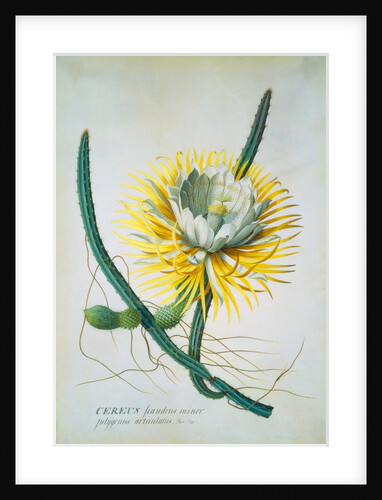 Cereus Cactus by Georg Dionysus Ehret