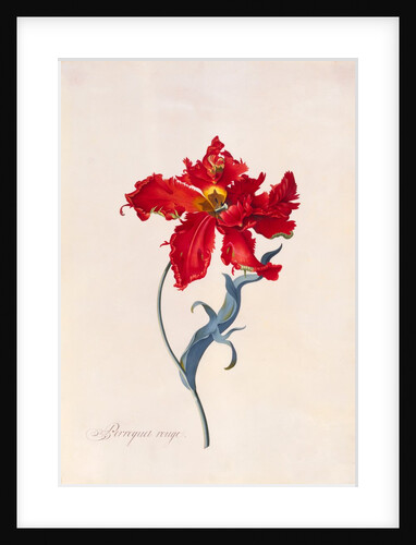 Peroquet Rouge, depicting a Parrot Tulip by Georg Dionysus Ehret