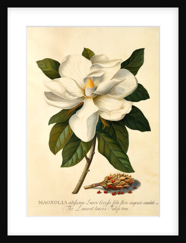 Magnolia Grandiflora by Georg Dionysus Ehret