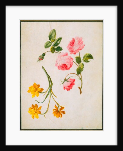 Rose and Jonquil. France, 17th-18th century by Claude Aubriet