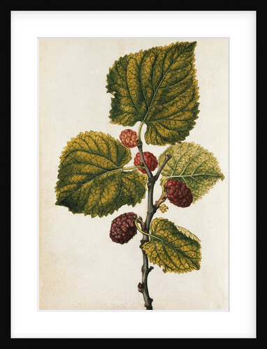 Mulberry by Jacques Le Moyne de Morgues