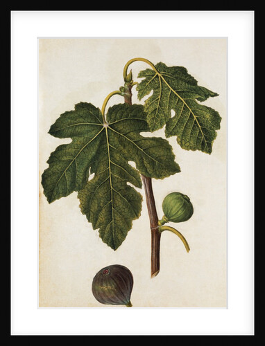 Fig by Jacques Le Moyne de Morgues