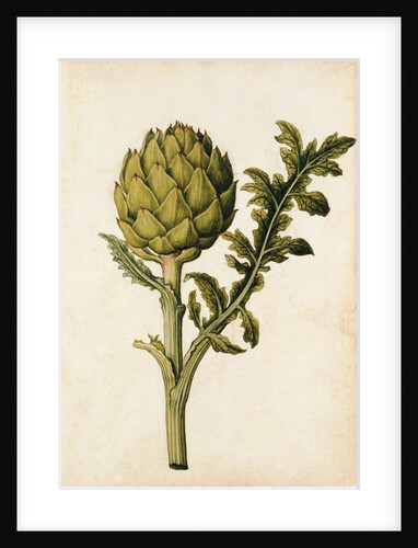 Globe Artichoke by Jacques Le Moyne de Morgues