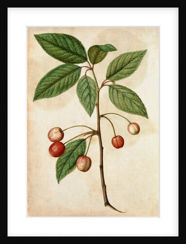 Cherry by Jacques Le Moyne de Morgues