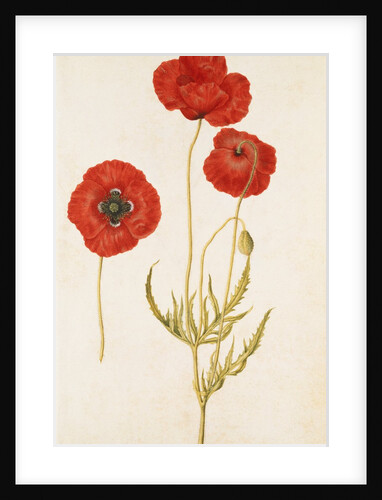 Corn Poppy by Jacques Le Moyne de Morgues