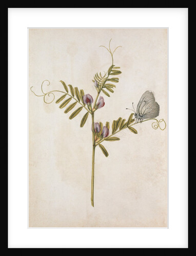 Common Vetch and Black Veined White Butterfly by Jacques Le Moyne de Morgues