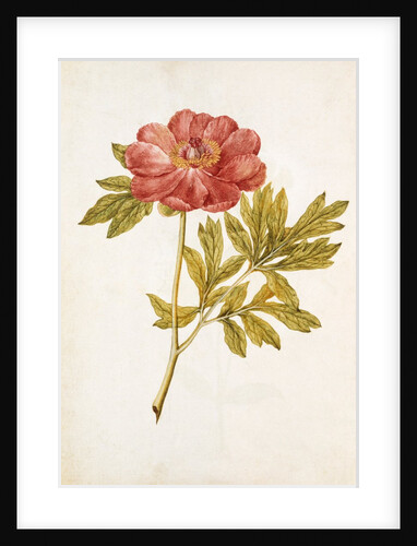 Peony by Jacques Le Moyne de Morgues