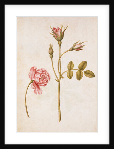 Pink Rose by Jacques Le Moyne de Morgues