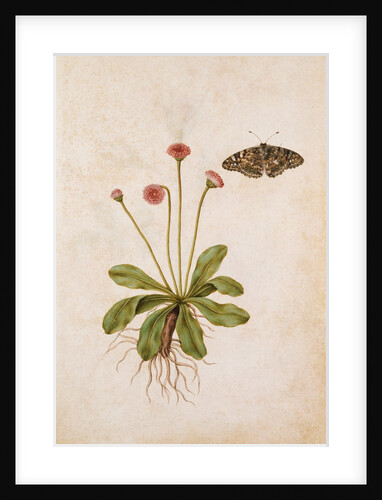 Daisy & Painted Lady Butterfly by Jacques Le Moyne de Morgues