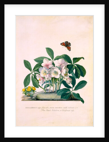 True Black Hellebore by Georg Dionysus Ehret