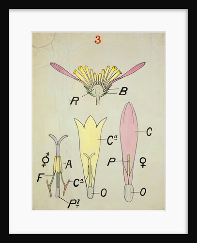 Compound Flower by Christopher Dresser