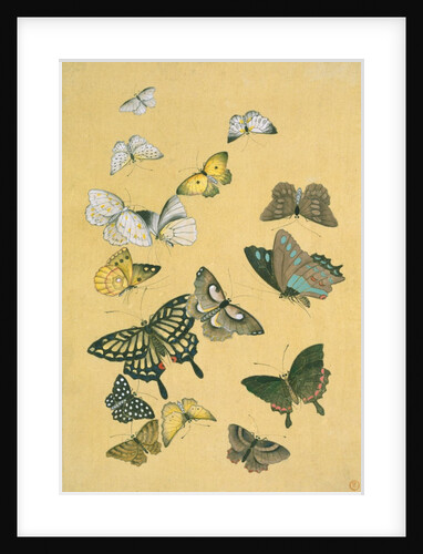 Butterflies. Japan, 19th century by Unknown