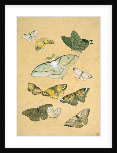 Butterflies. Japan, 19th century by Unknown