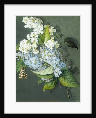 White and blue lilac with moth by Christel Eli