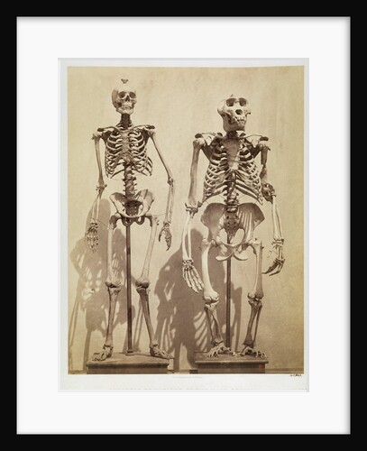 Skeletons by Roger Fenton