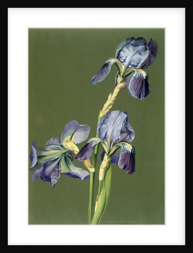 Iris by Charles Polisch