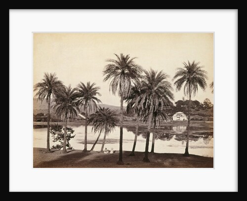 Khandalla Park and Palm Trees by Francis Frith & Co.