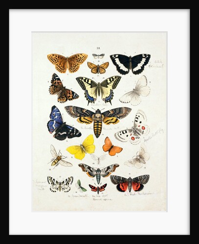 Chart illustrating butterflies and moths by Unknown