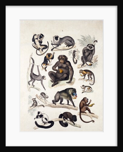 Natural history chart of mammals by Unknown