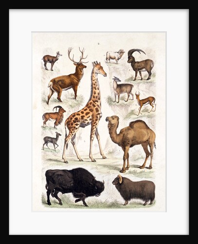 Natural history chart of mammals by Unknown