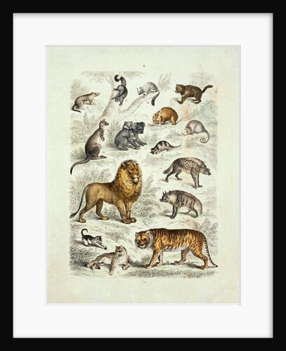 Natural history chart of mammals by Unknown