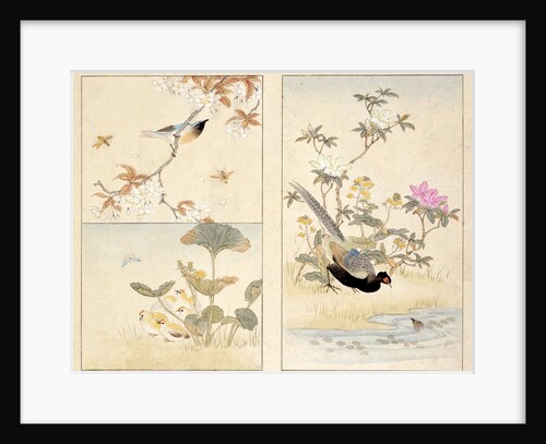 Three prints of birds and flowers by Unknown